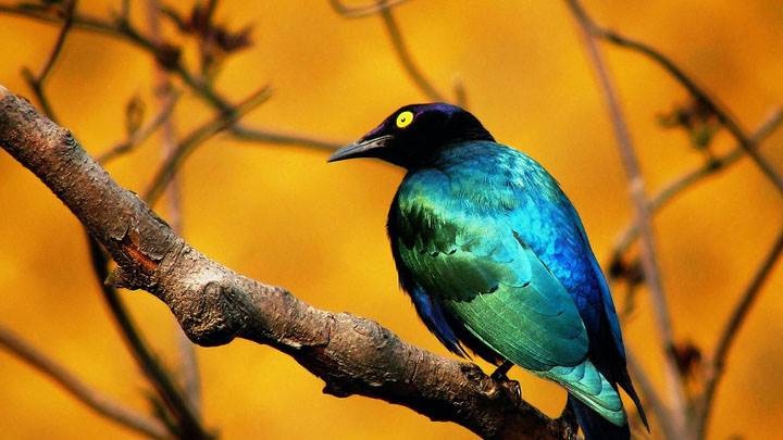 Blue Bird Sitting on Branch
